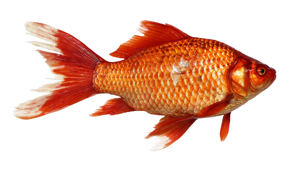 orange fish